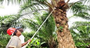 National Palm Oil Janda Consult Ltd