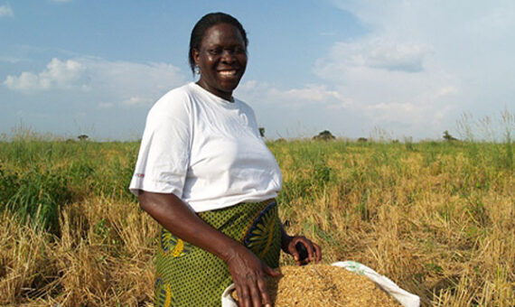 Uganda rice farming Janda Consult Ltd