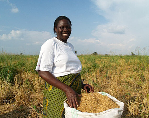 Uganda rice farming Janda Consult Ltd